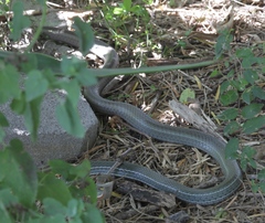 Masticophis schotti ruthveni