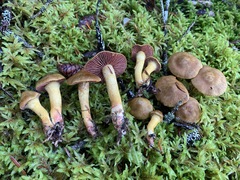 Cortinarius tinctorum