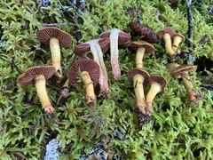 Cortinarius tinctorum