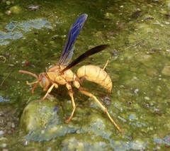 Polistes flavus