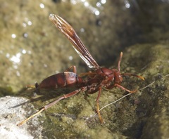 Polistes major