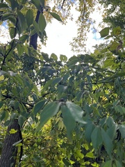 Celtis tenuifolia