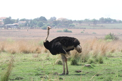 Struthio camelus australis