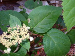 Aspilanta hydrangaeella