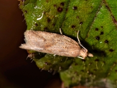 Clepsis coriacanus