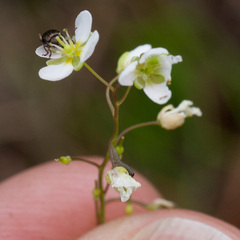 Heliophila diffusa flacca
