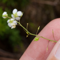 Heliophila diffusa flacca