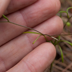 Heliophila diffusa flacca