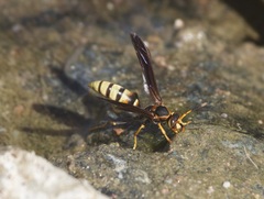 Polistes comanchus