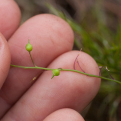 Heliophila diffusa flacca