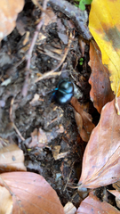 Trypocopris vernalis