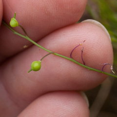 Heliophila diffusa flacca