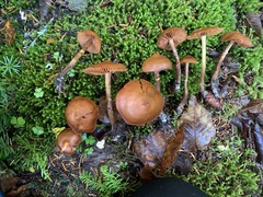 Galerina sideroides