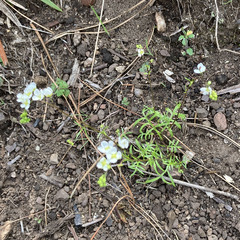 Heliophila diffusa flacca