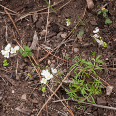 Heliophila diffusa flacca