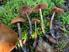 Galerina sideroides