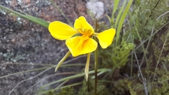 Diuris behrii