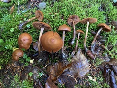 Galerina sideroides