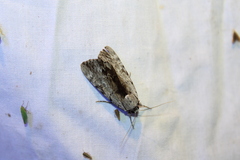 Catocala gracilis