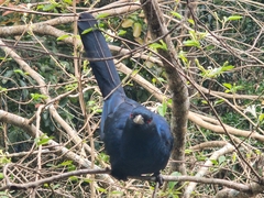 Eudynamys orientalis