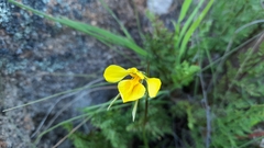 Diuris behrii