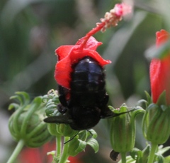 Xylocopa strandi