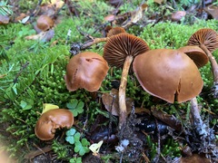 Galerina sideroides