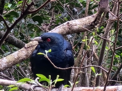 Eudynamys orientalis