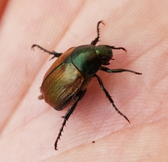Anomala dubia