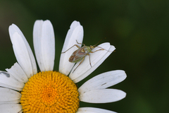 Calocoris roseomaculatus
