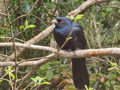 Eudynamys orientalis