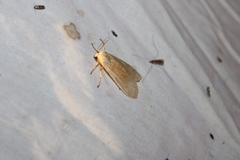 Halysidota tessellaris