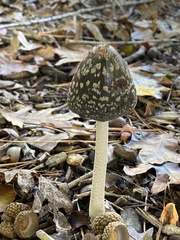Coprinopsis picacea