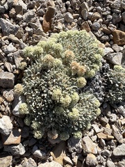 Eriogonum shockleyi