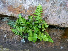 Asplenium marinum