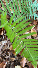 Deparia acrostichoides