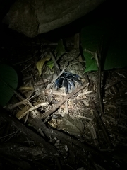 Cyriopagopus lividus