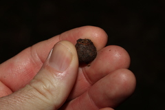 Eucalyptus baileyana