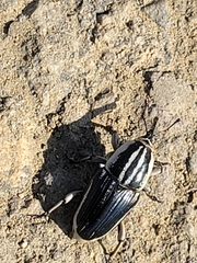 Sphenophorus aequalis
