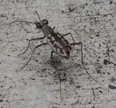 Ellipsoptera hamata