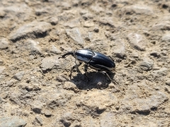 Sphenophorus aequalis