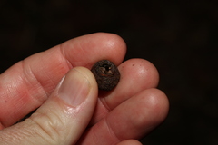 Eucalyptus baileyana