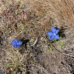 Gentiana