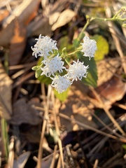Ageratina aromatica