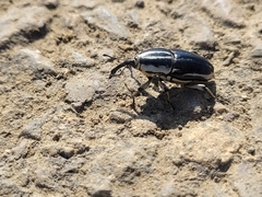 Sphenophorus aequalis