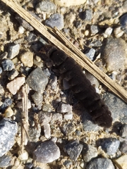Cantharis fusca