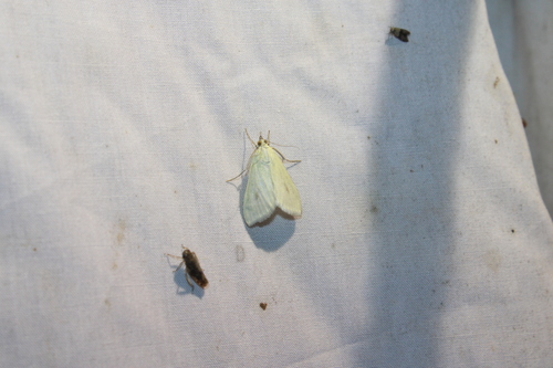 Carrot Seed Moth photo 4
