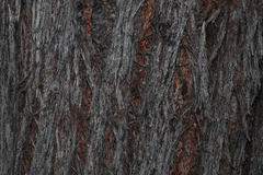 Eucalyptus baileyana