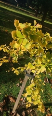 Ginkgo