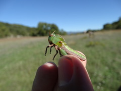 Locusta